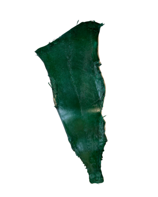 Peau verte sapin Grande