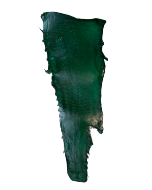 Peau verte sapin Fine