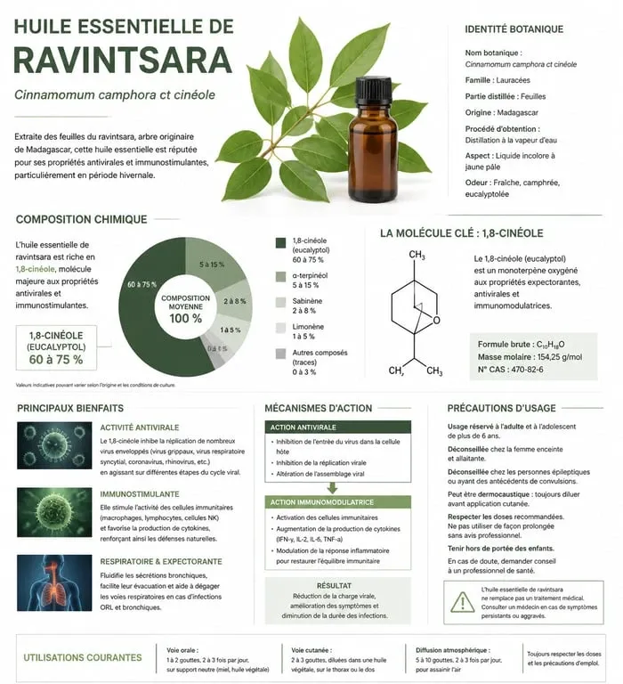 Infographie sur les bienfaits et propriétés de l'huile essentielle de ravintsara